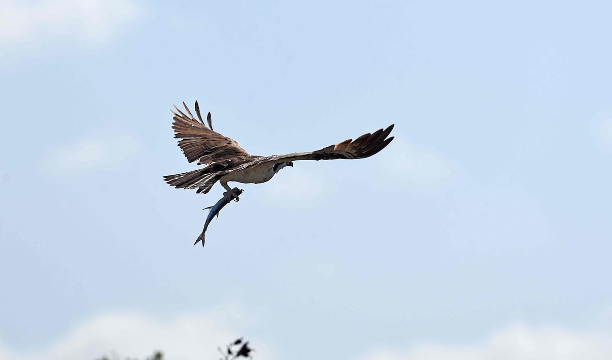 Osprey - ML652082296