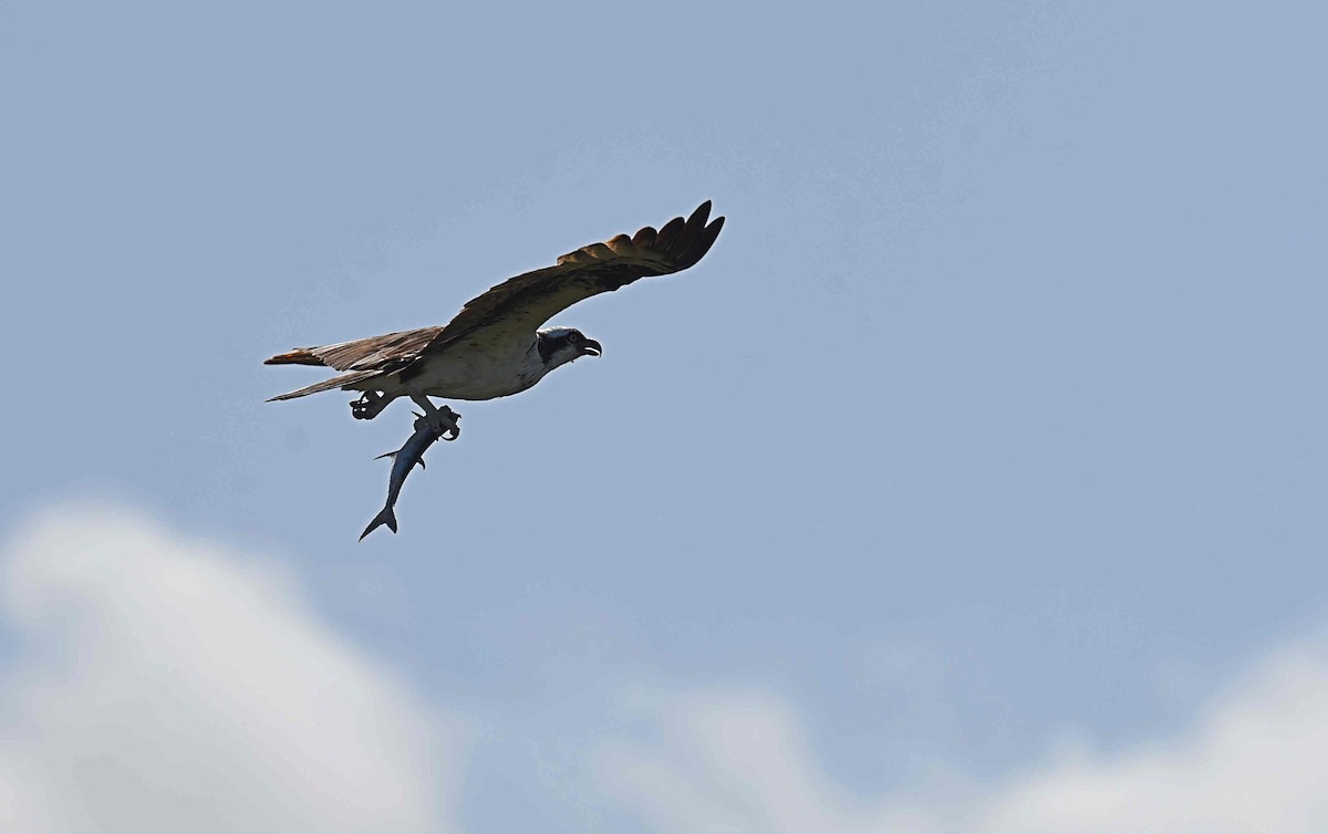 Osprey - ML652082300