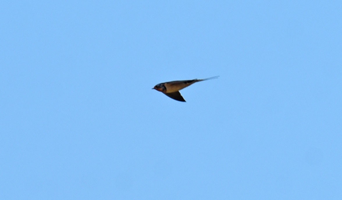 Barn Swallow - ML652082319