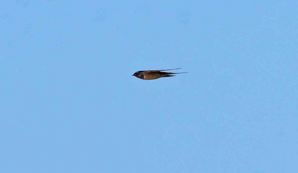 Barn Swallow - ML652082339