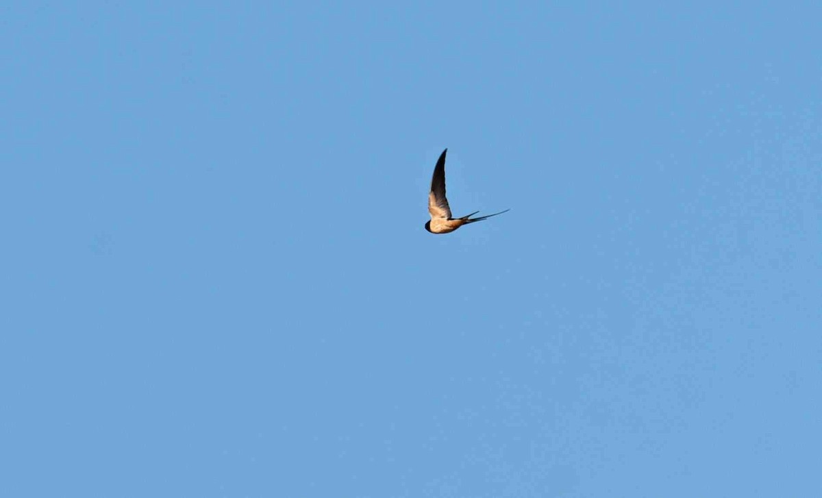 Barn Swallow - ML652082348