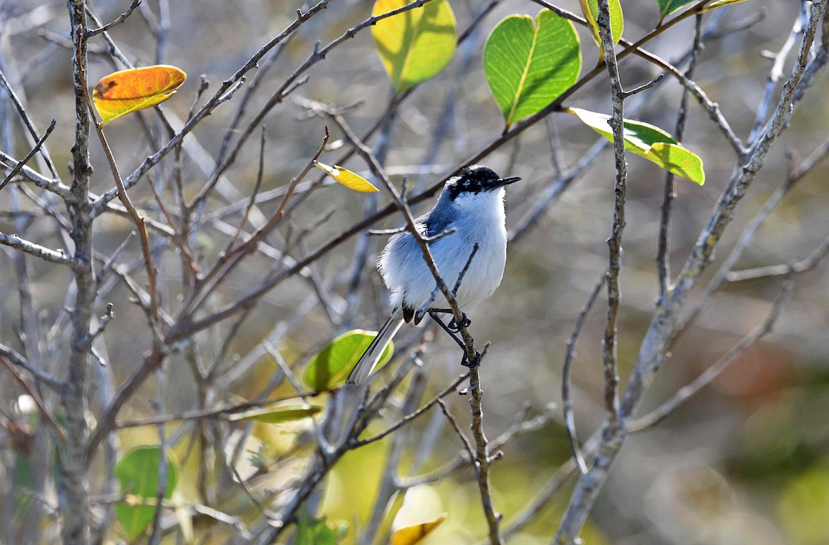Yucatan Gnatcatcher - ML652082353