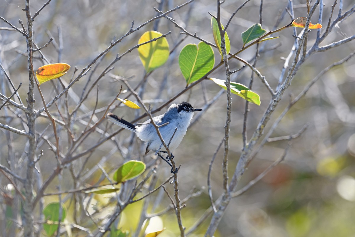 Yucatan Gnatcatcher - ML652082356