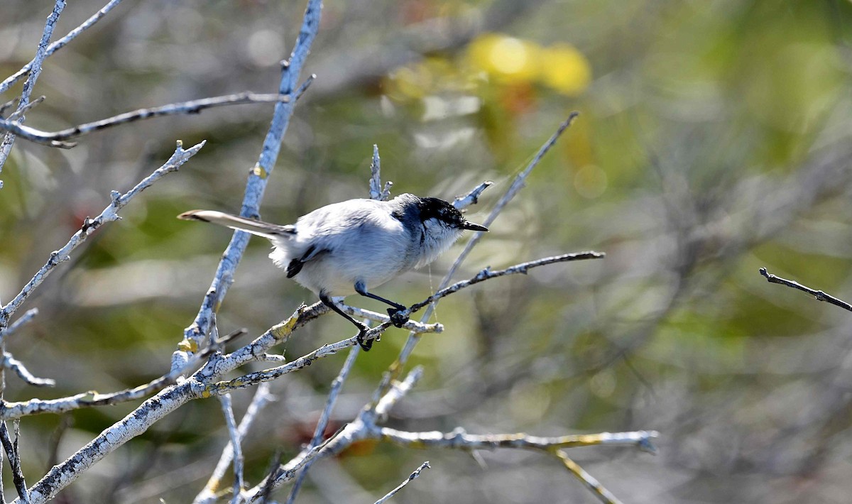 Yucatan Gnatcatcher - ML652082371