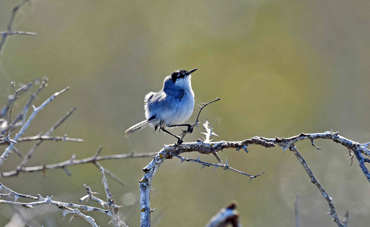 Yucatan Gnatcatcher - ML652082396