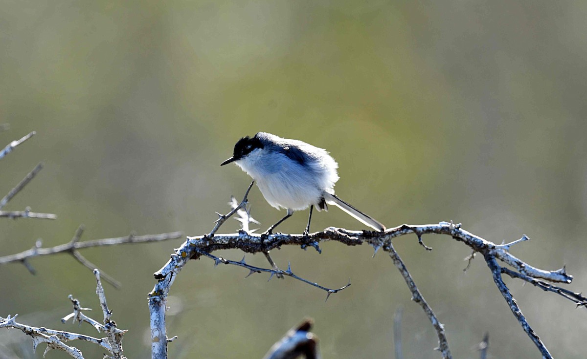 Yucatan Gnatcatcher - ML652082413