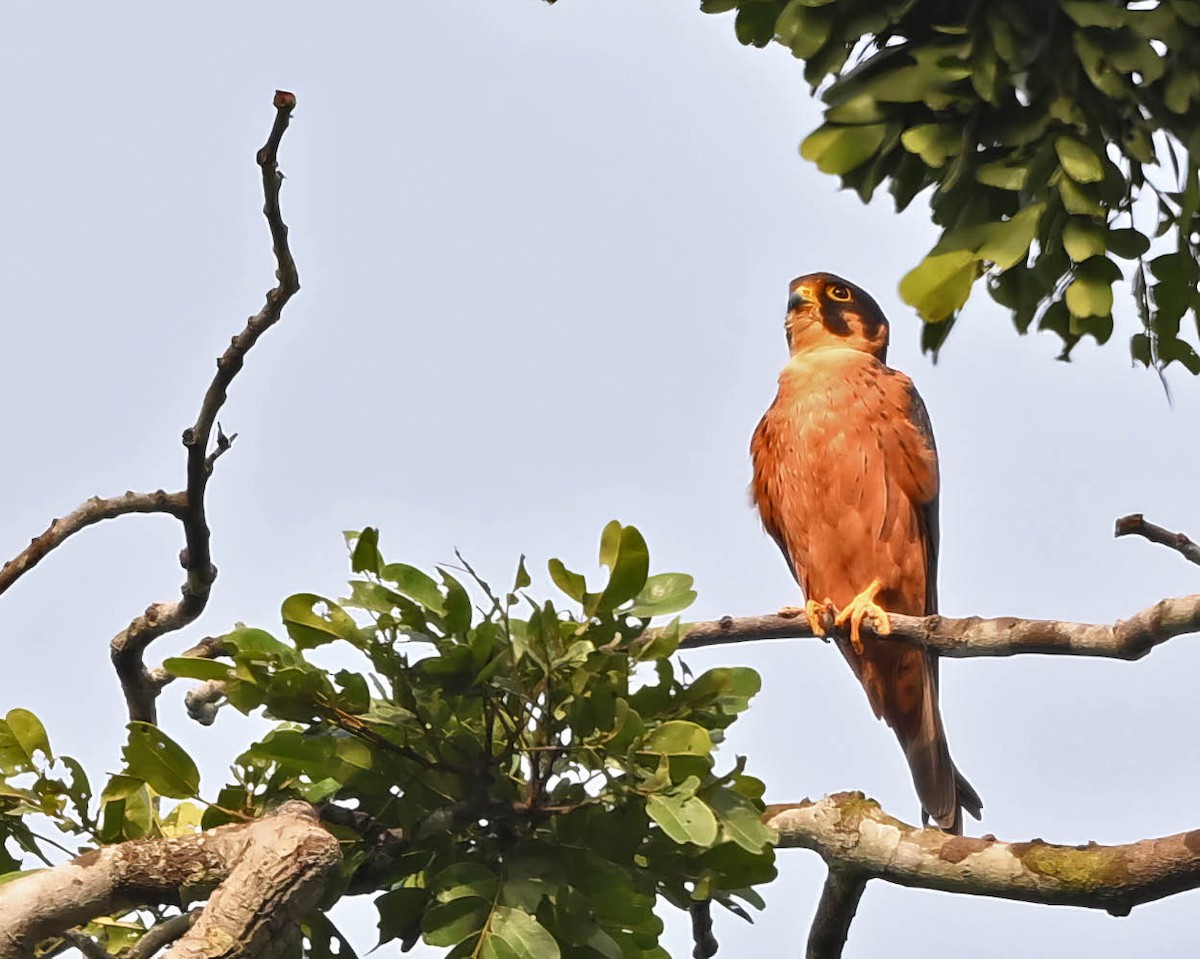 ostříž africký - ML652082477