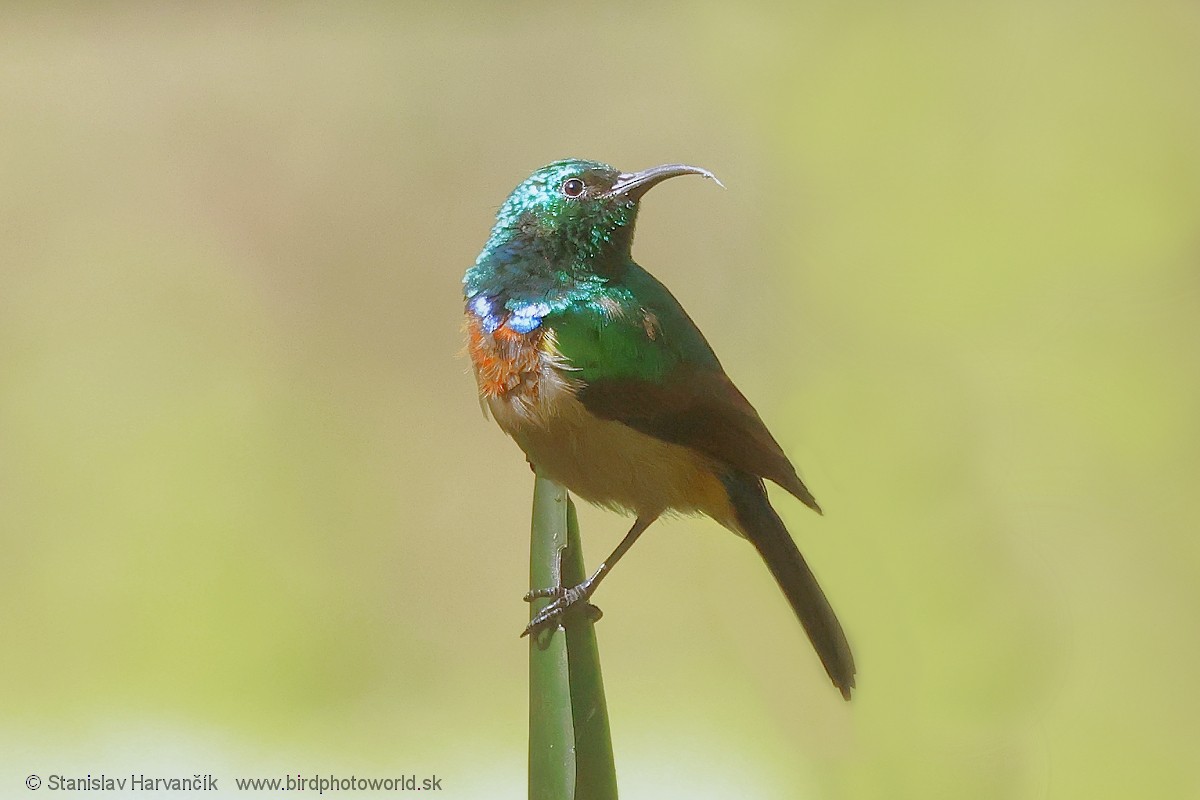 Hochland-Nektarvogel - ML652082881
