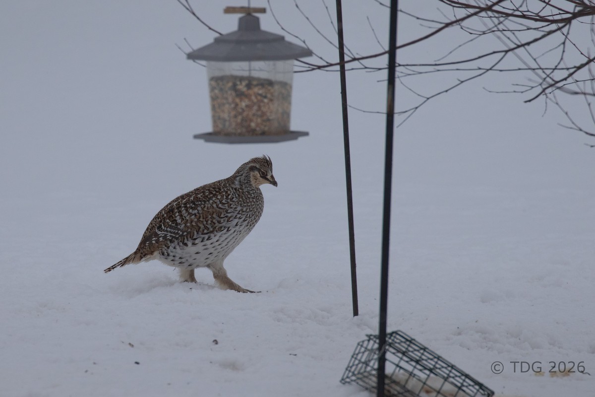 tetřívek ostroocasý - ML652082922