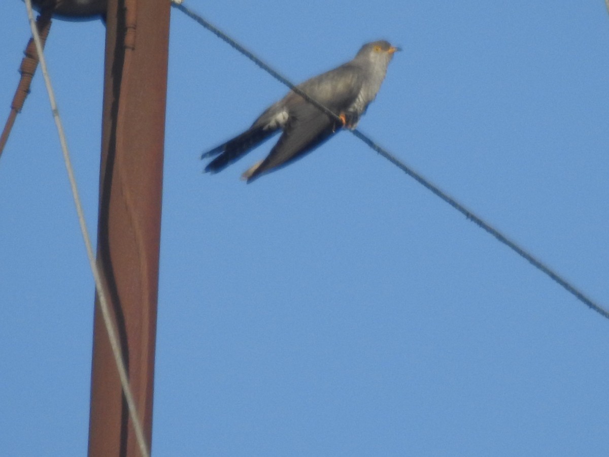 Common Cuckoo - ML652082937