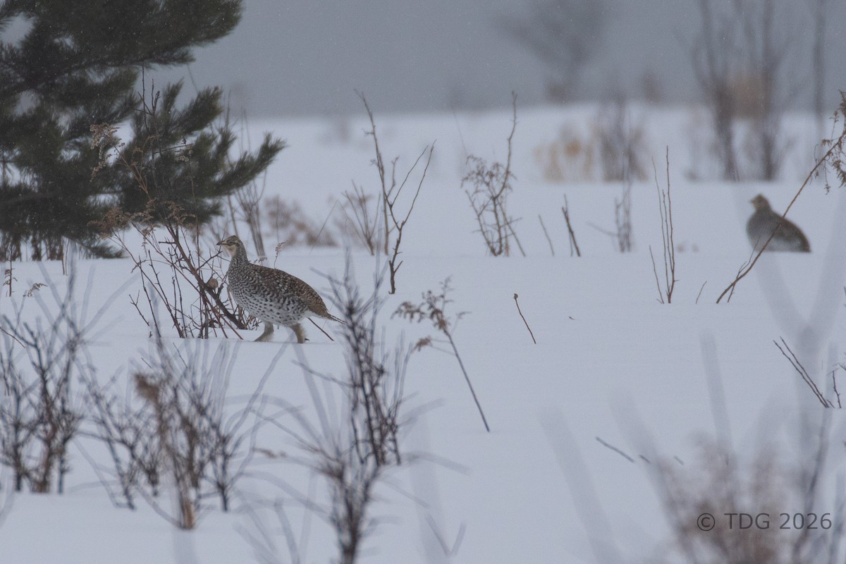 tetřívek ostroocasý - ML652082959