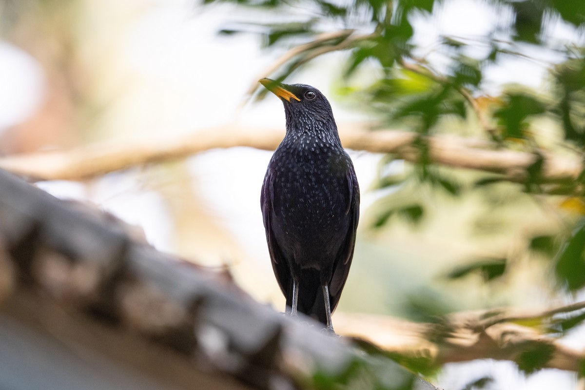 Blue Whistling-Thrush - ML652082990