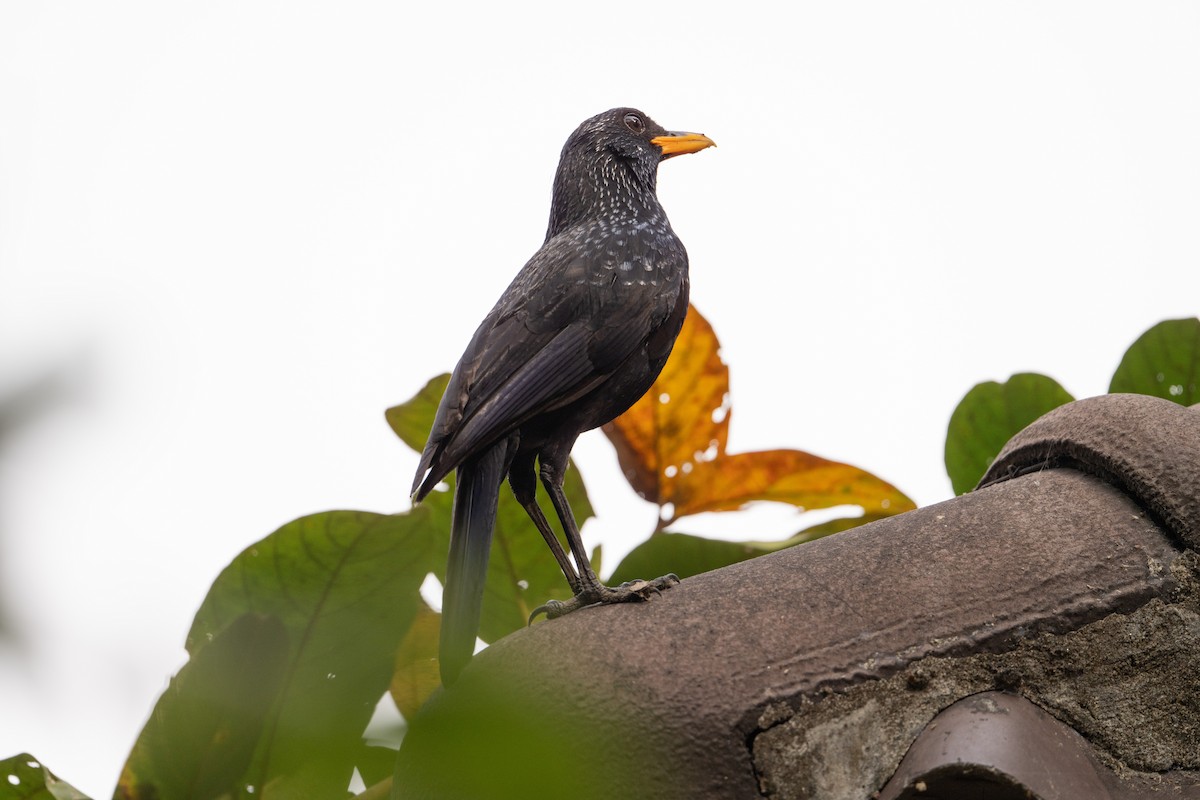 Blue Whistling-Thrush - ML652082999