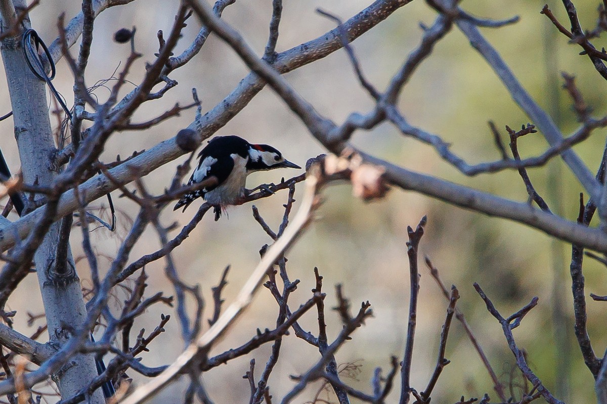 Syrian Woodpecker - ML652083106