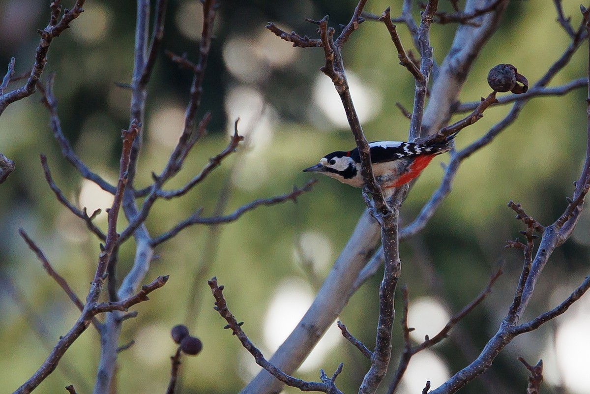 Syrian Woodpecker - ML652083107