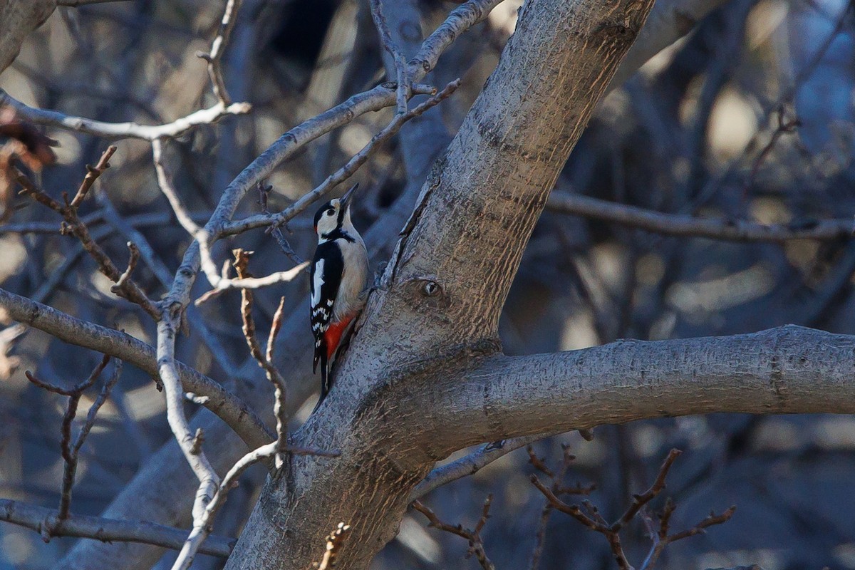 Syrian Woodpecker - ML652083108
