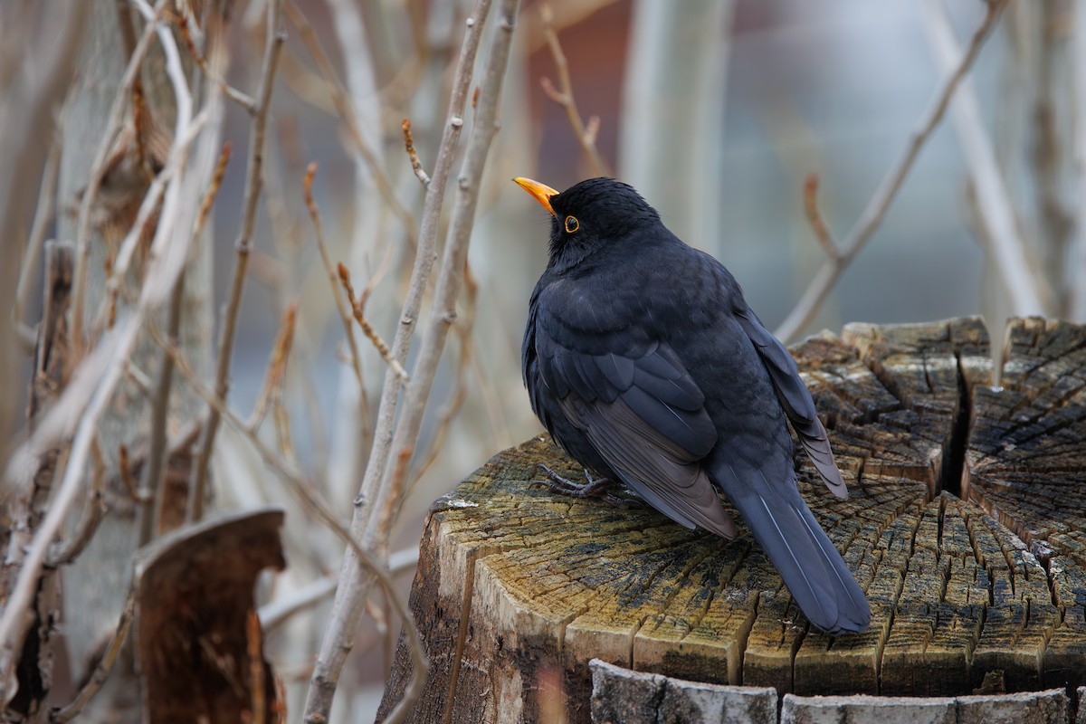 Eurasian Blackbird - ML652083172