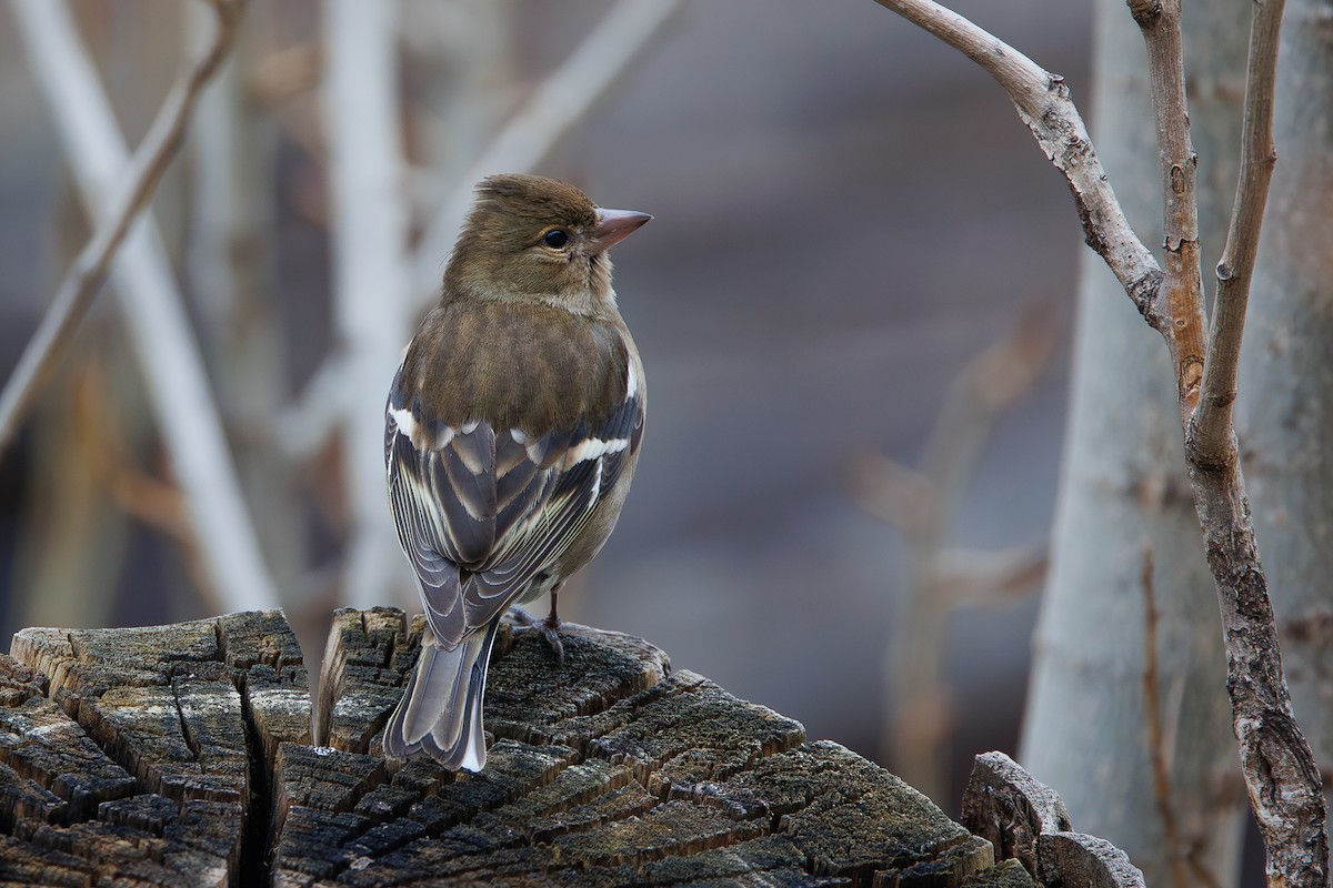 Common Chaffinch - ML652083272