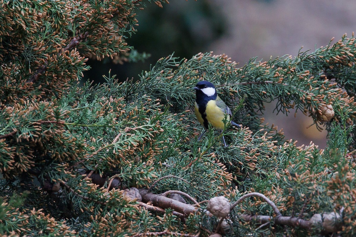 Great Tit - ML652083283