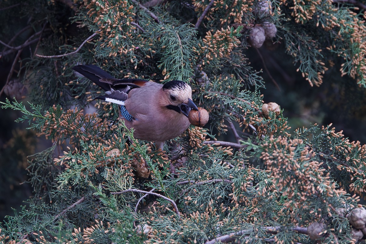 Eurasian Jay (Black-capped) - ML652083284