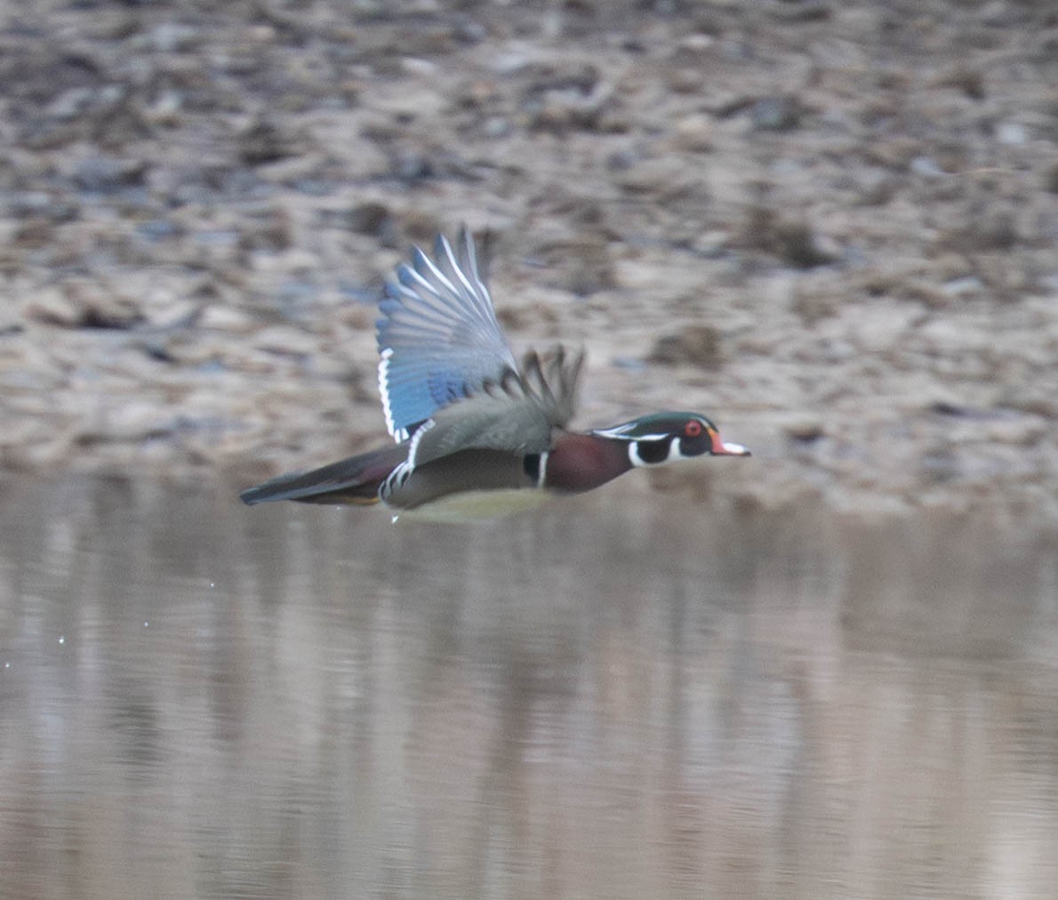 Каролінка - ML652083302