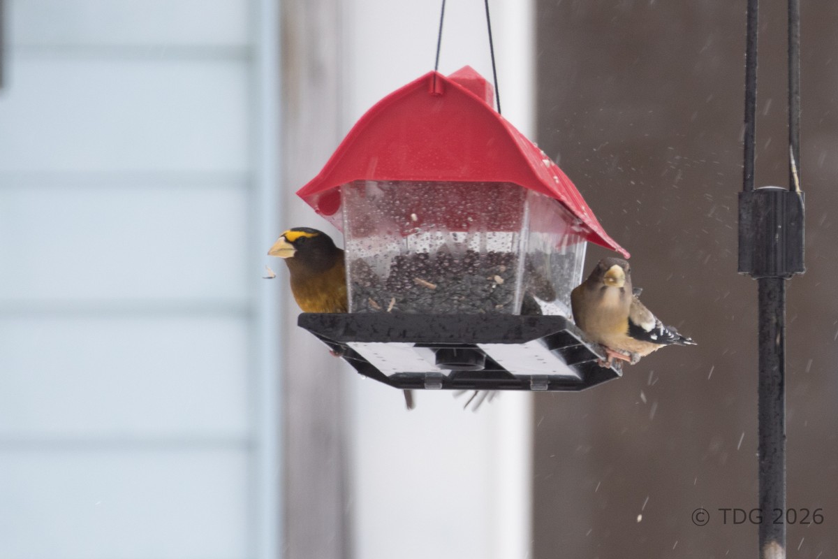 dlask žlutočelý - ML652083309