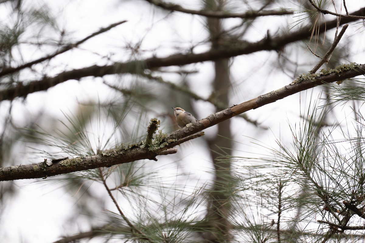 Повзик малий - ML652083315