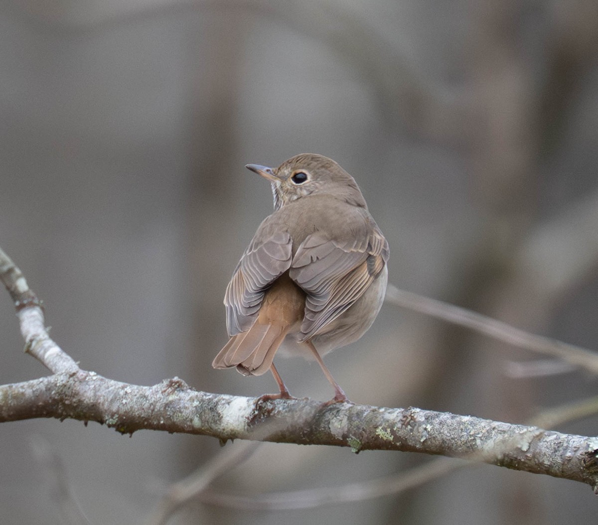 Hermit Thrush - ML652083335