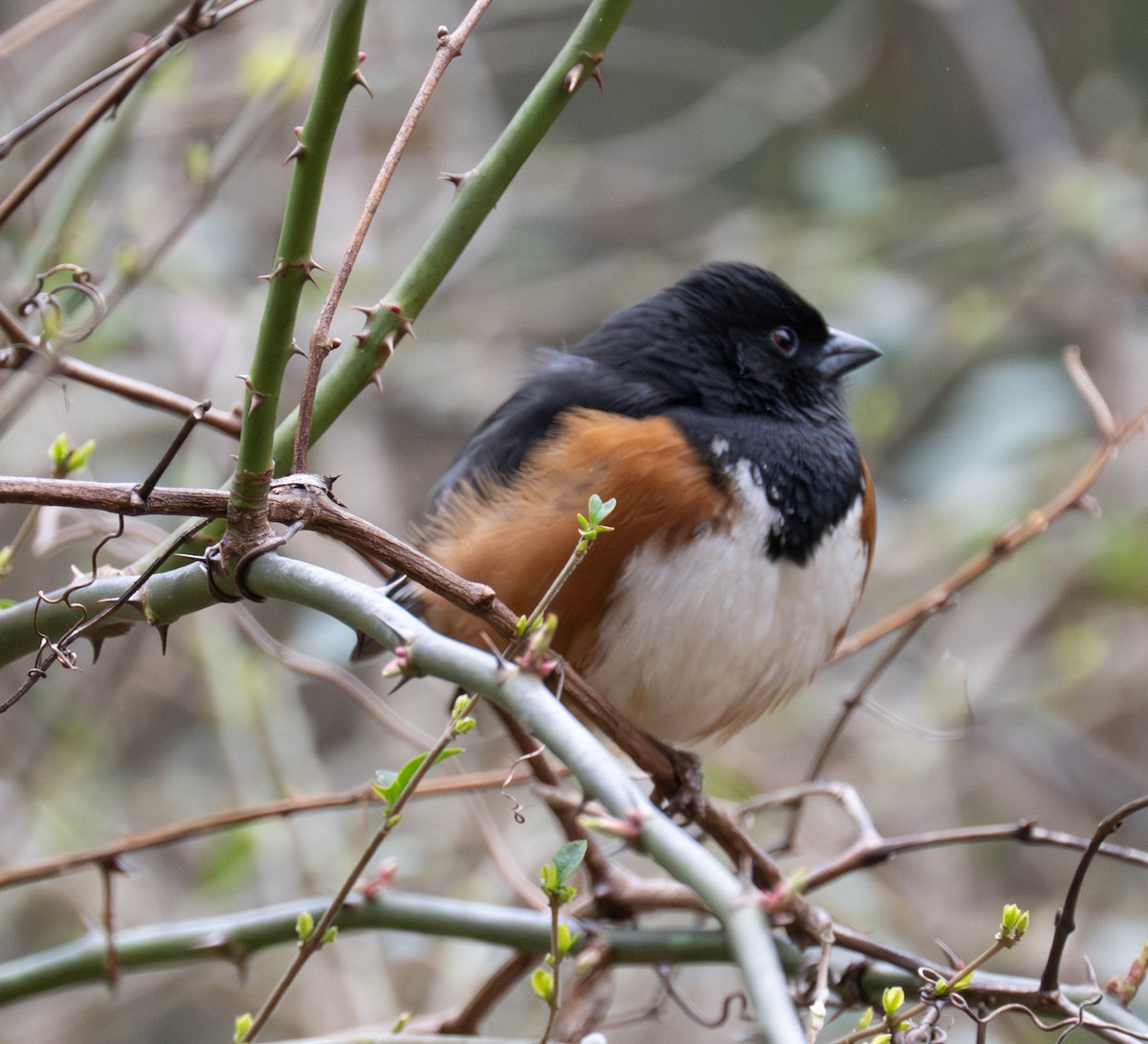 Eastern Towhee - ML652083343