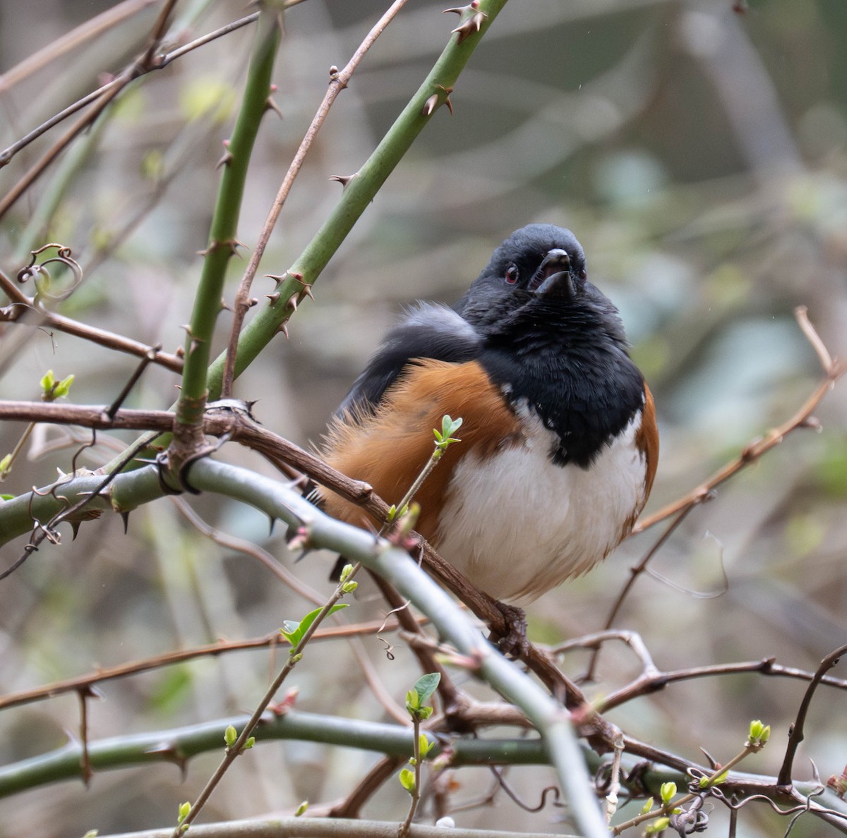 Eastern Towhee - ML652083344