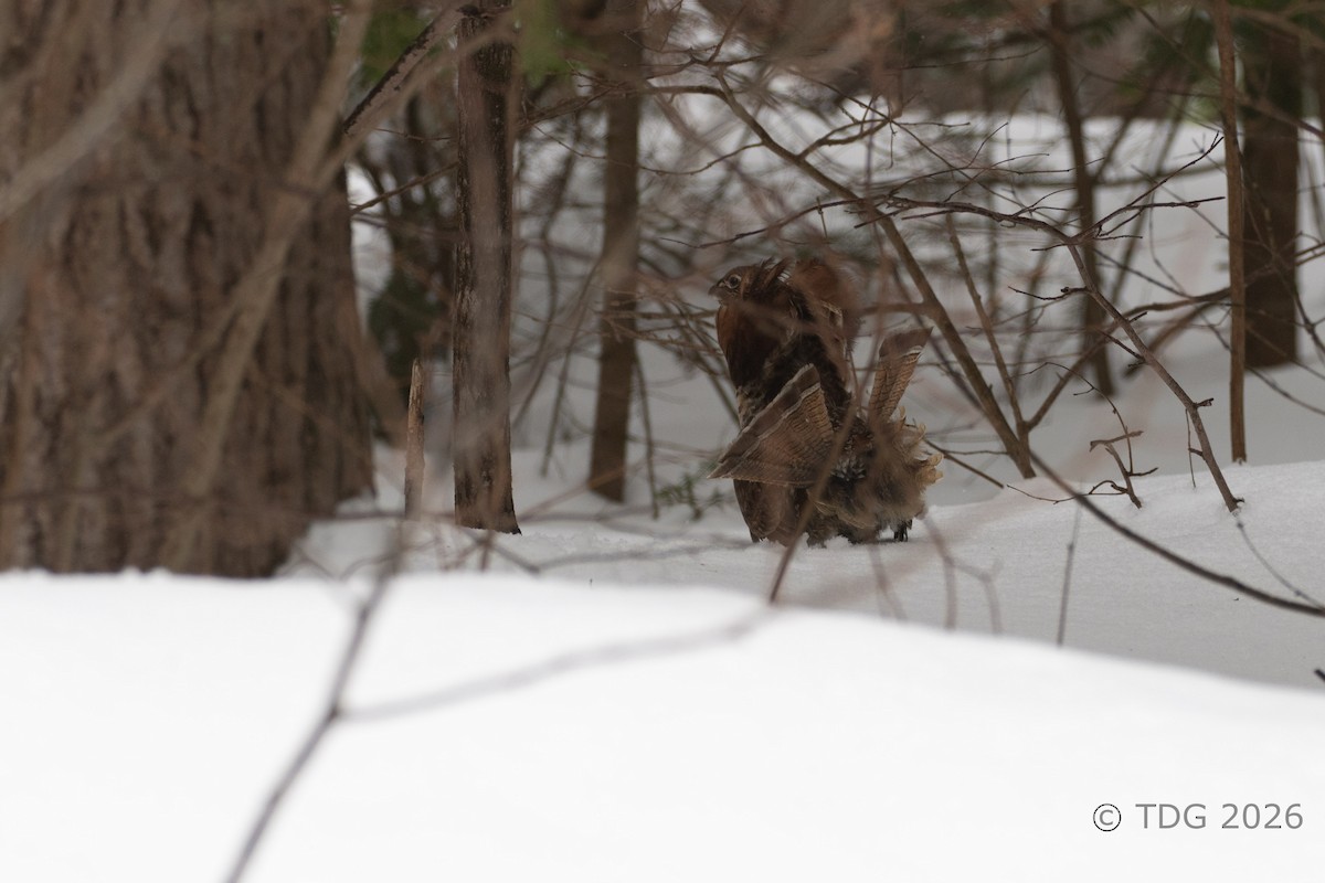 jeřábek kanadský - ML652083657