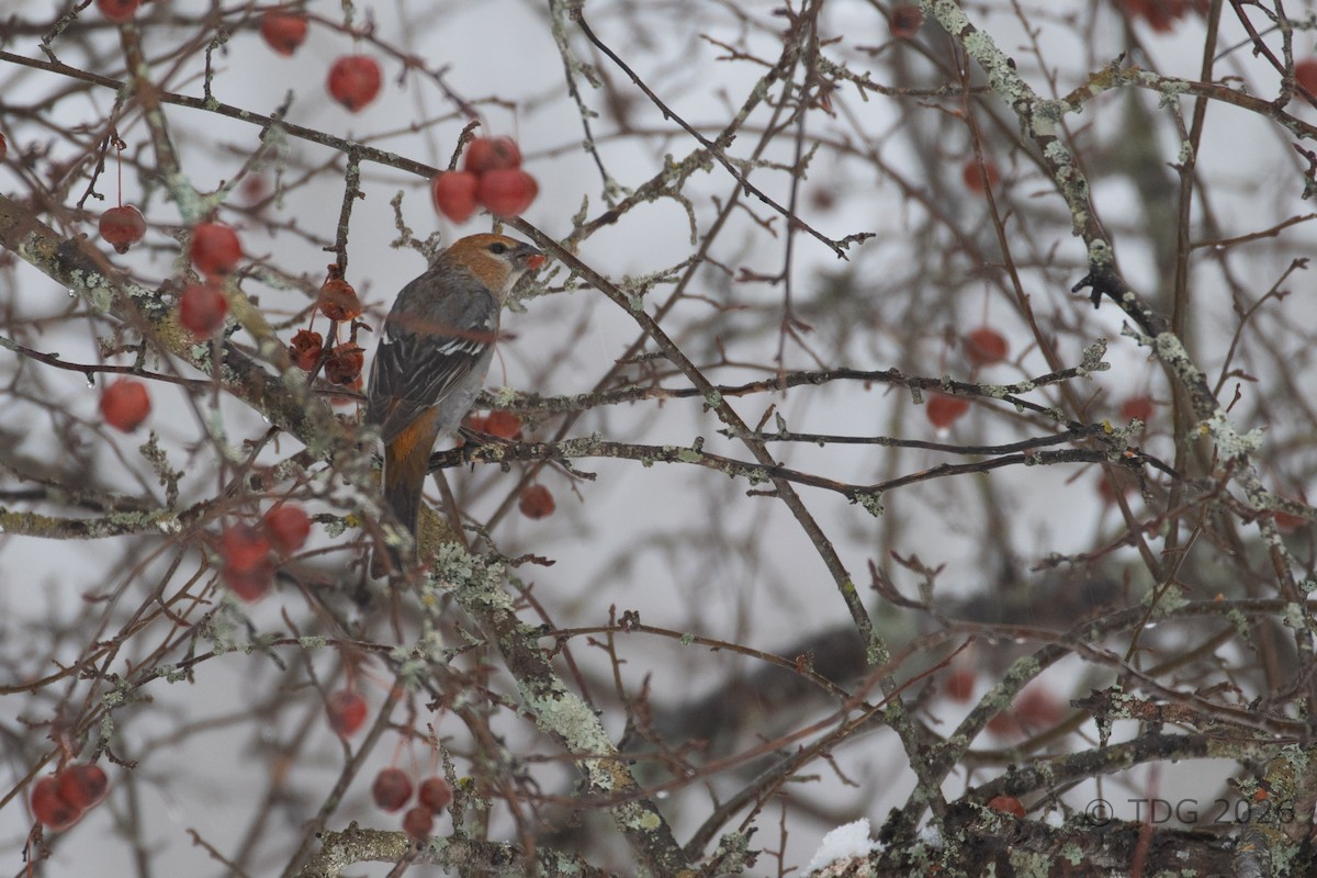 hýl křivčí - ML652083823