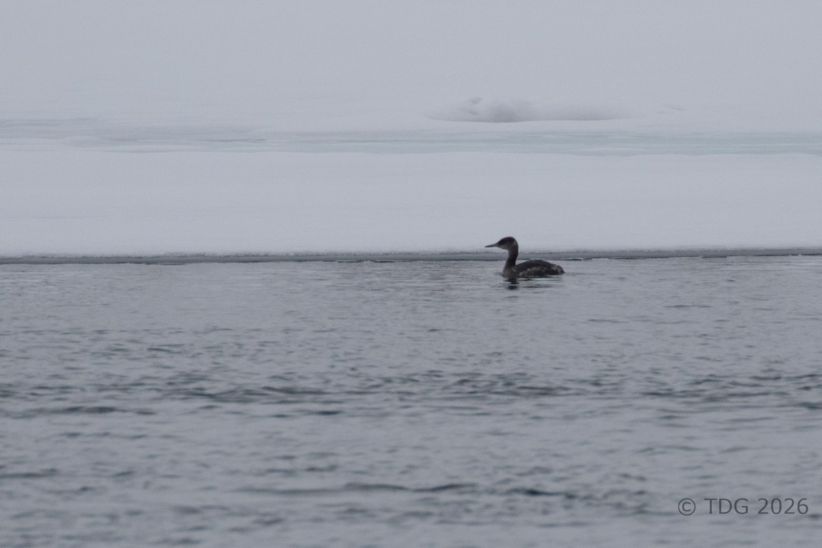 potápka rudokrká - ML652084051