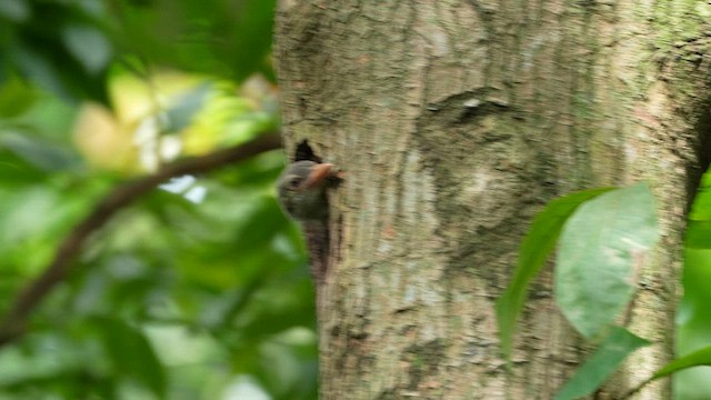 Lineated Barbet - ML652084068
