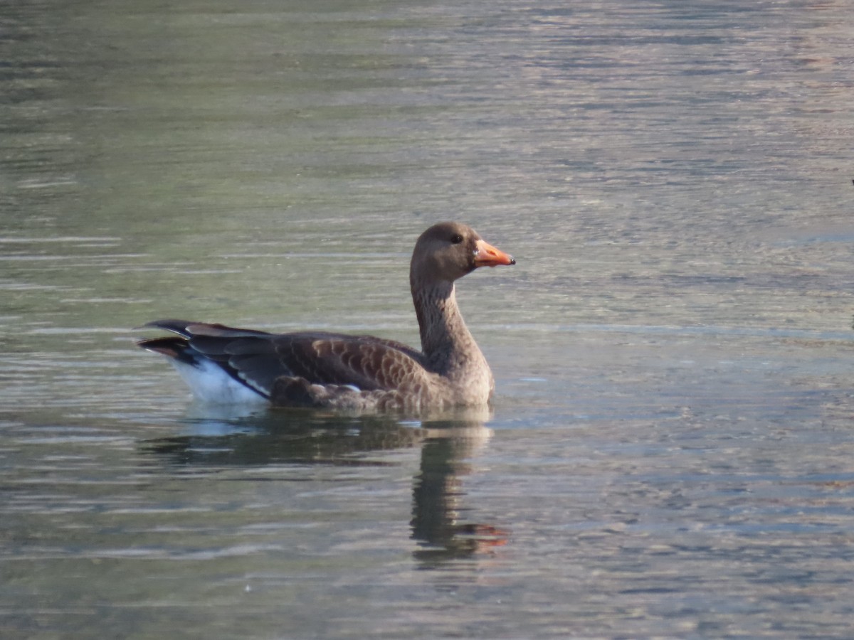 Greater White-fronted Goose - ML652084469