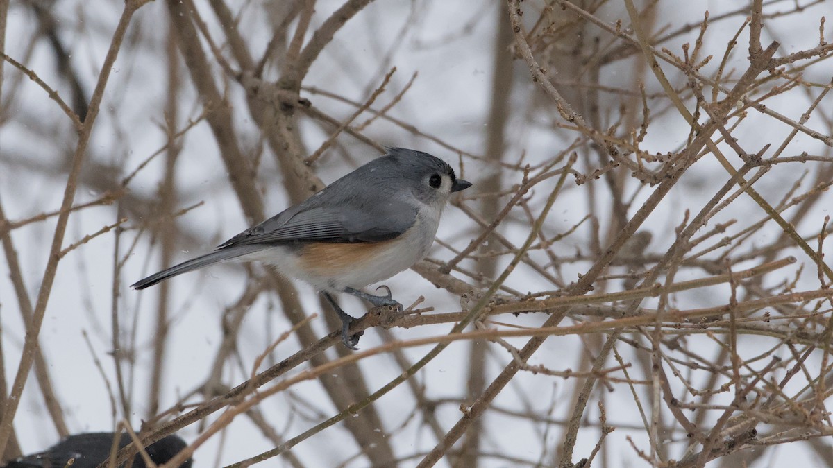 Синиця гострочуба - ML652084704