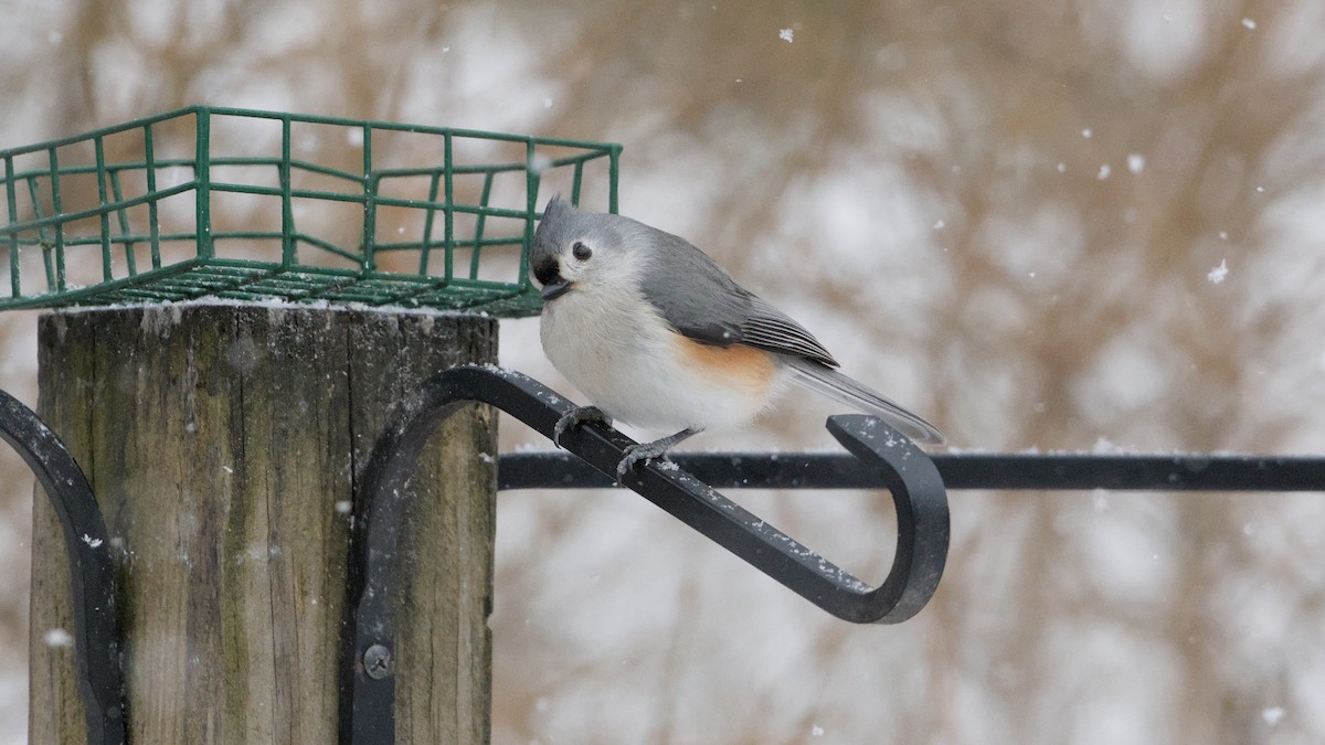 Синиця гострочуба - ML652084705