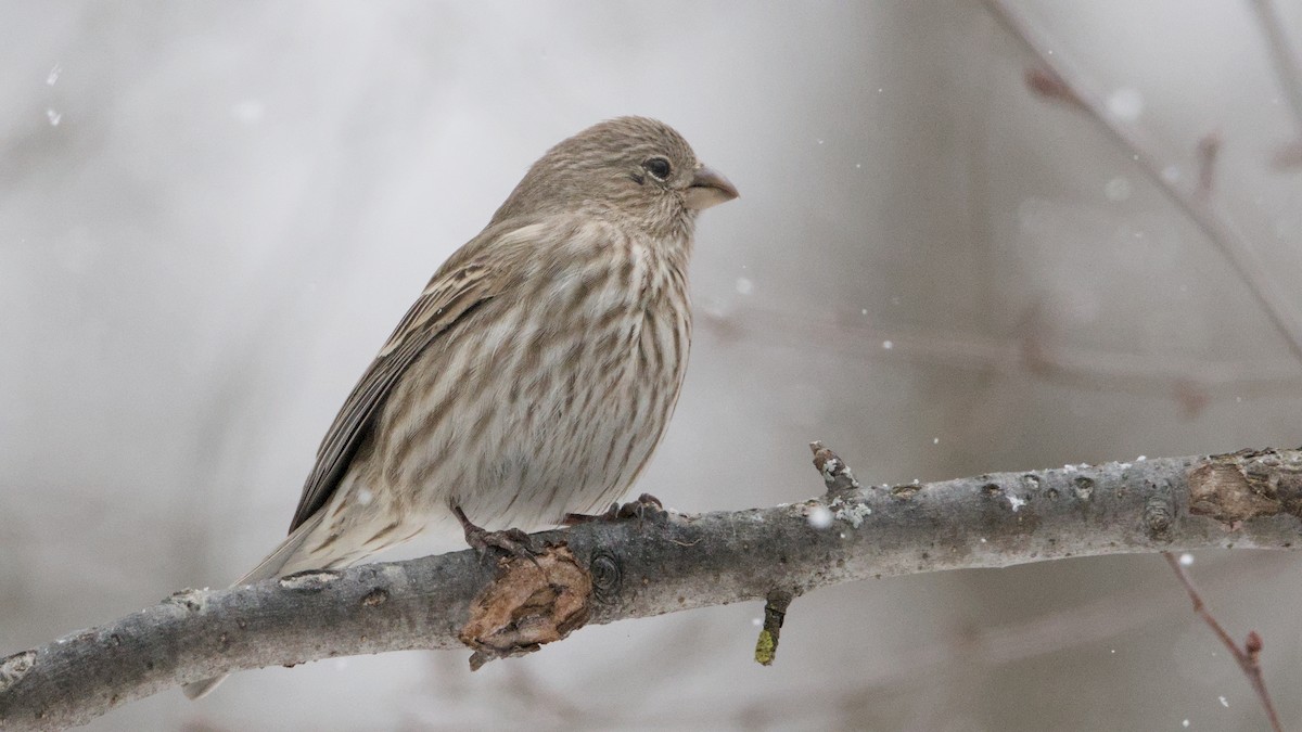 Чечевиця садова - ML652084736