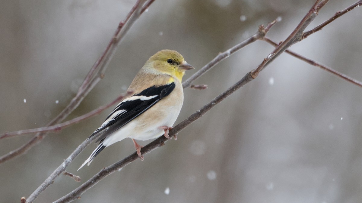 Чиж золотий - ML652084764