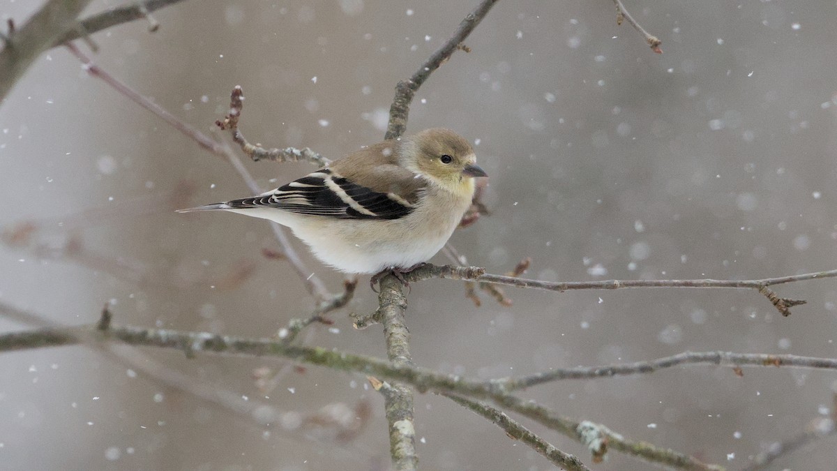 Чиж золотий - ML652084765