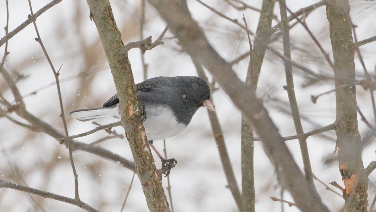 Юнко сірий - ML652084780