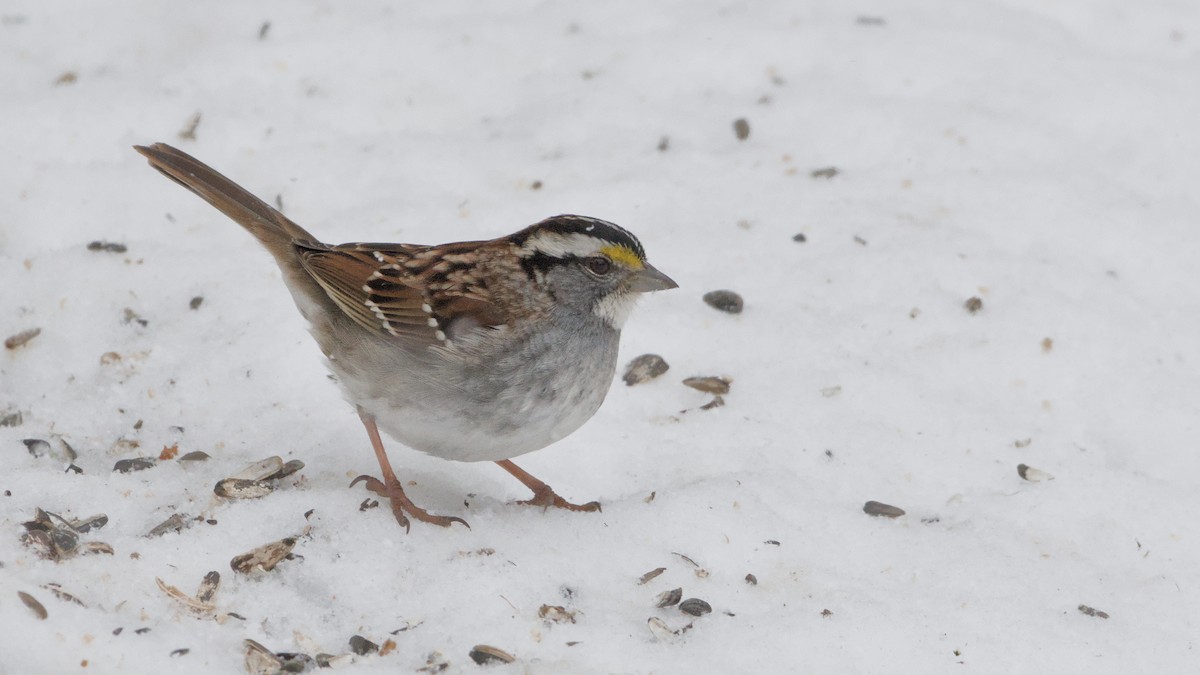 Бруант білогорлий - ML652084790