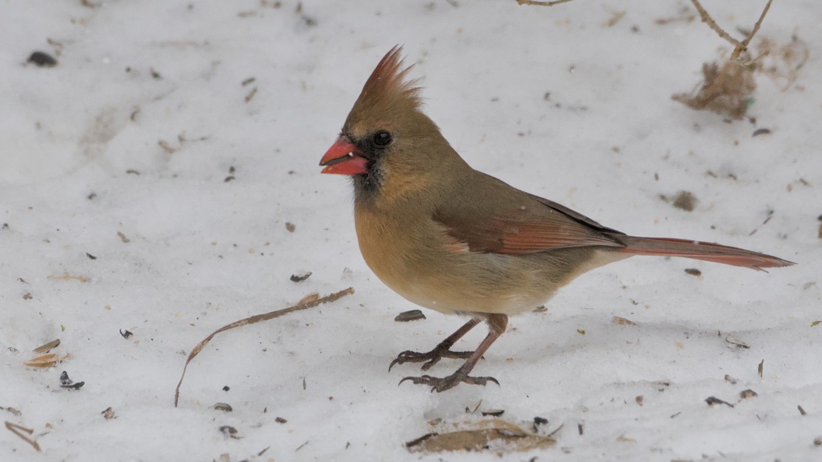 Кардинал червоний - ML652084811