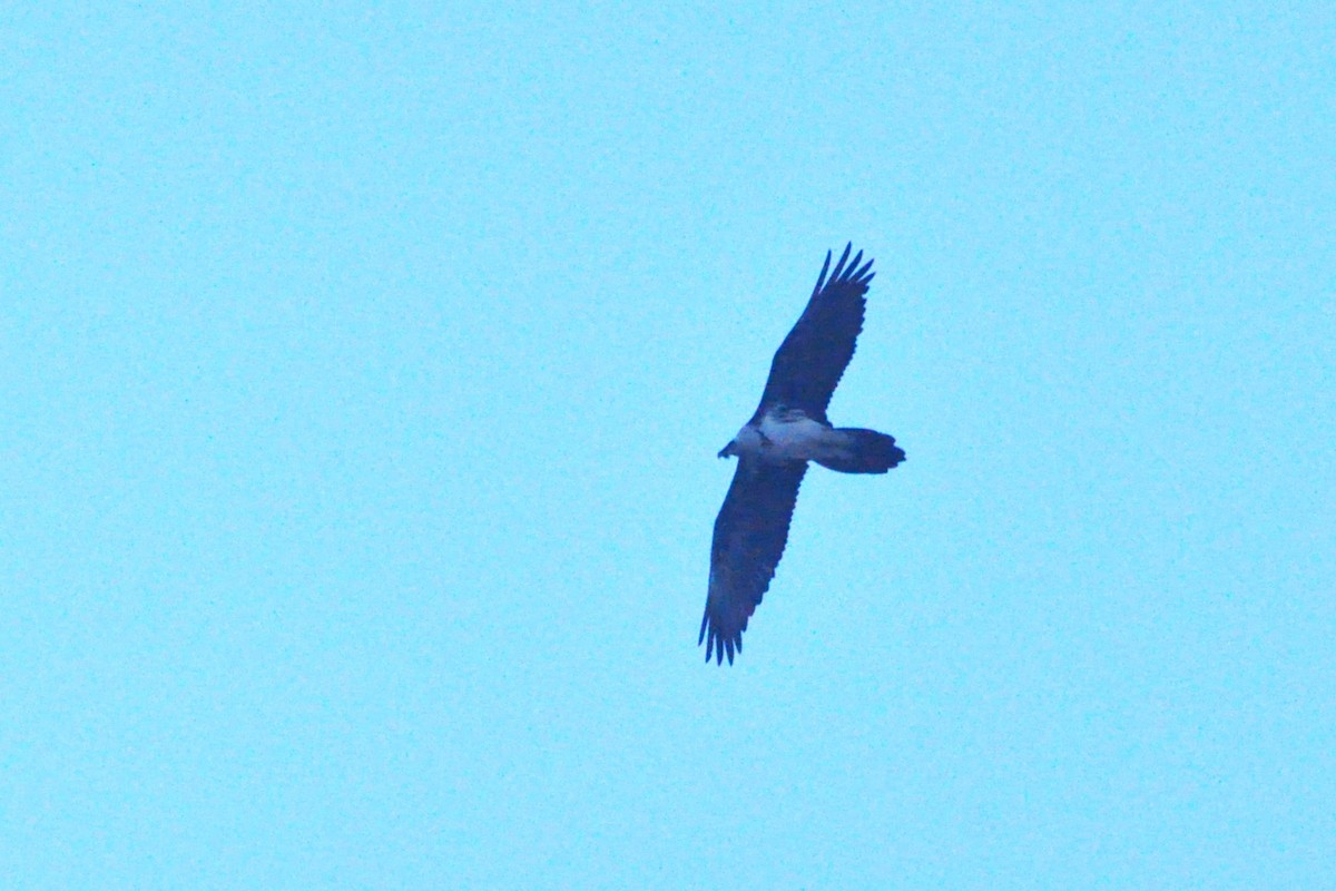 Bearded Vulture - ML652084916