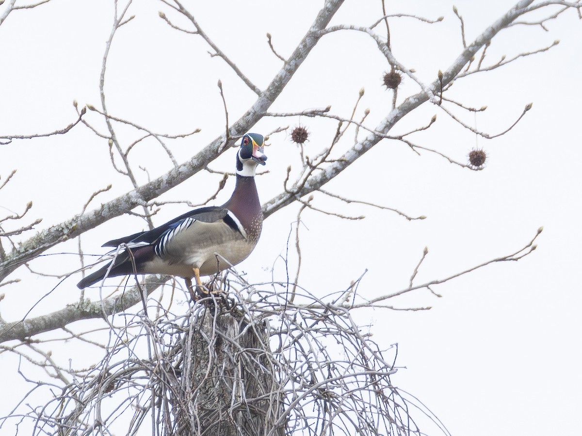 Wood Duck - ML652085015