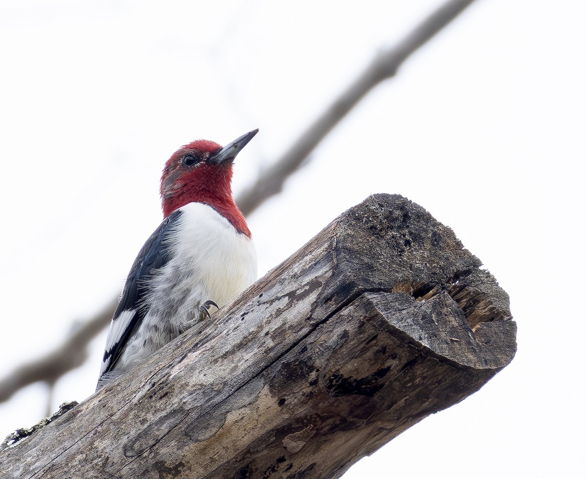 Red-headed Woodpecker - ML652085030