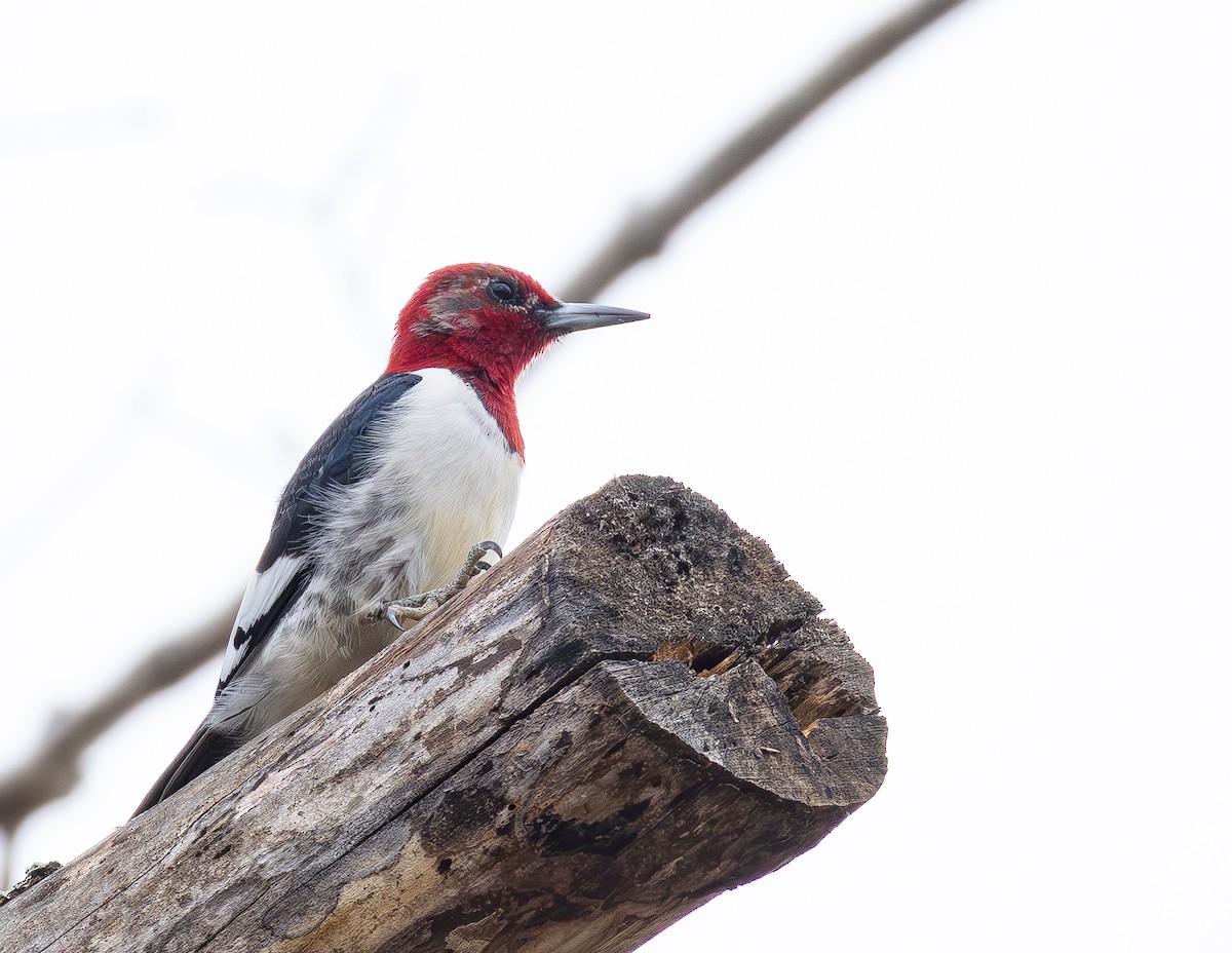 Red-headed Woodpecker - ML652085031