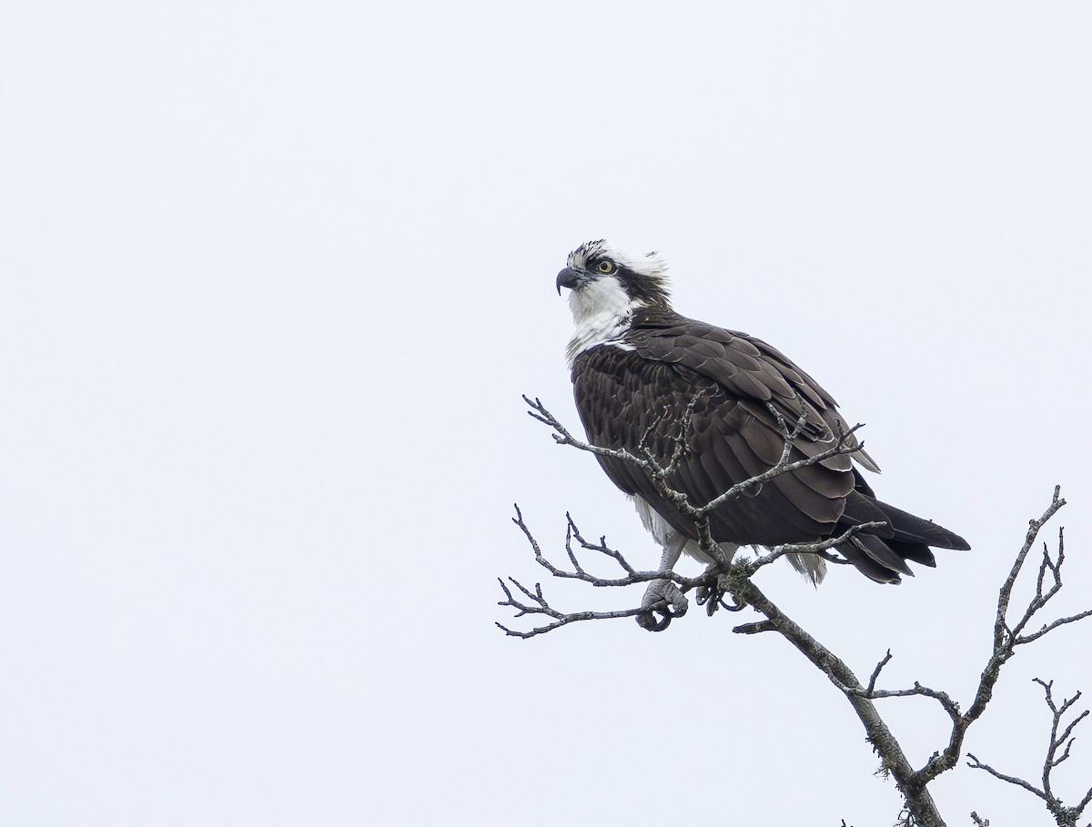 Osprey - ML652085033