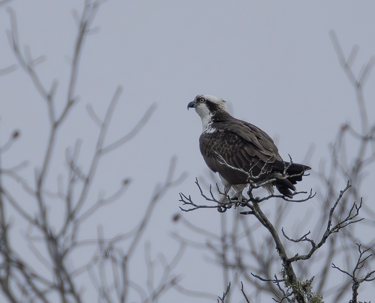 Osprey - ML652085034