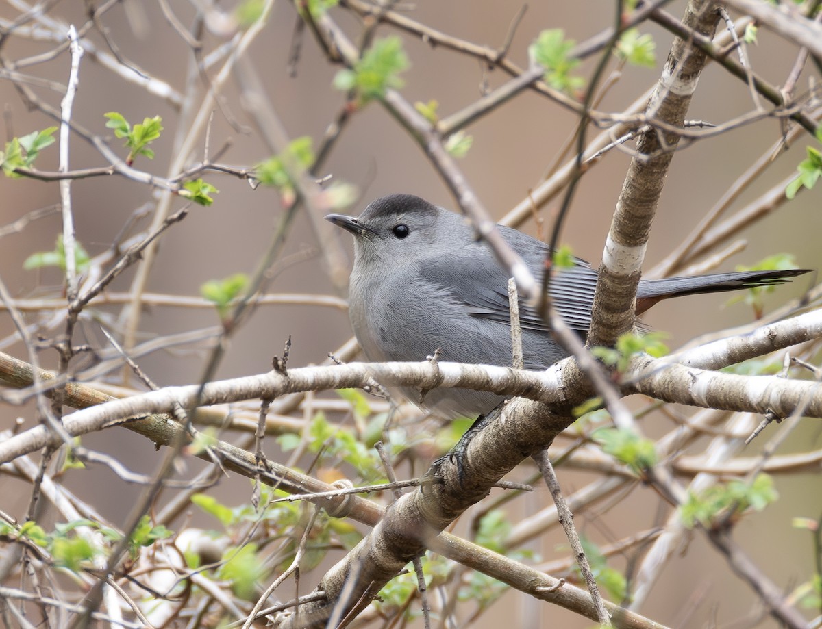 Gray Catbird - ML652085039